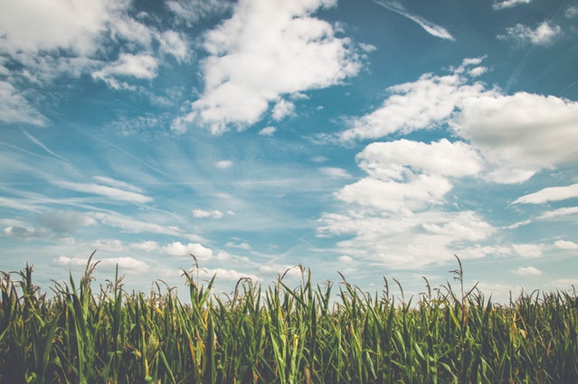 clouds-cornfield-farm-158827.jpg